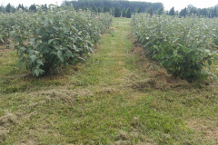 Block Viburnum R. Allegheny
