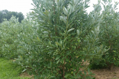 Magnolias Virginiana