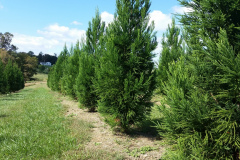 Cryptomeria J. Radicans
