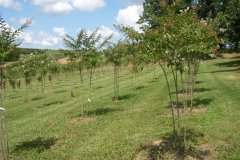 Block Of Crape Myrtle's Natchez - SWEET