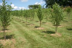 Block of Dura Heat Birch