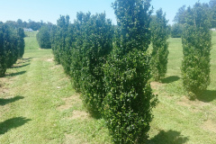 Buxus Semp fastigiata 5-6ft
