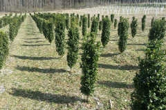 Buxus Semp. Fastigiata Block