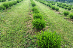 Buxus Winter Gem