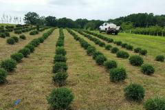 Block of Buxus Semp. Vardar Valley 21" Spread