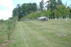 Crape Myrtle Muskogee