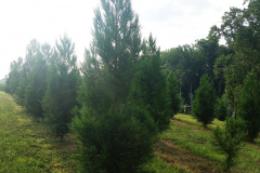 Cryptomeria Jnp. Radicans & Yoshinos