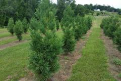 Young Block of Cryptomeria's