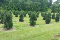 Young Block of Dragon Ladys' Hollies 4-5'