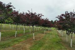 Beautiful Forest Pansy's