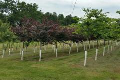 Block of Forest Pansy & Red Bud 2-2.5" cal.