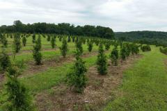 New Green Giants Plantings