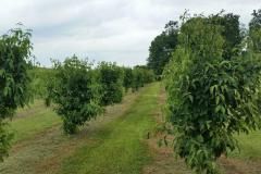 Cornus Kousa Dogwood - Sweet