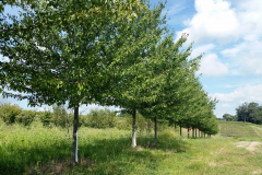 Large October Glory Maples