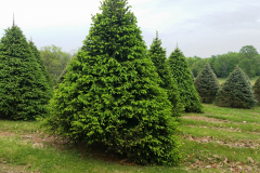 Large Specimen Norway Spruces