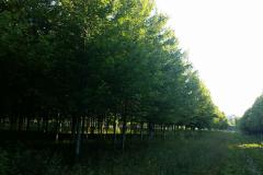 Large Trees Available - Many Varieties