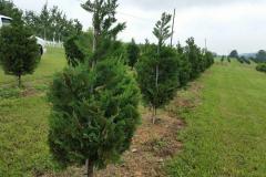 Leyland Cypress