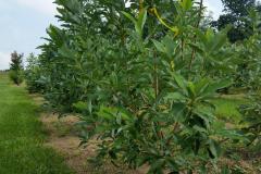 New Block of Magnolias Virginiana - Sweet, Nice, Full