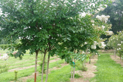 Natchez Crape Myrtle