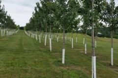 Young Block of October Glory Maples