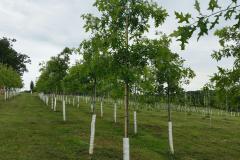 Red Oaks