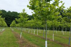 Sycamore Bloodgood Trees 2-2.5"