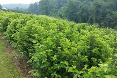 Viburnum Dentatum 4-5' Tall