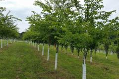 Yoshino Cherry Trees 2-2.5" cal.