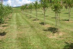 Young Block Crape Myrtles
